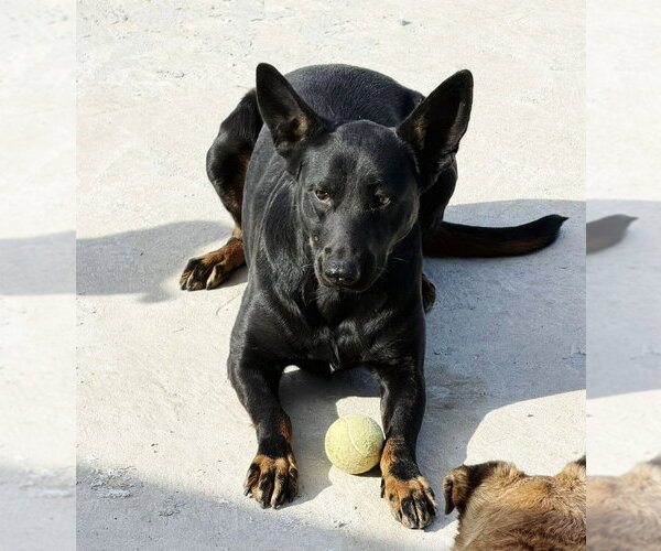 Medium Photo #8 German Shepherd Dog-Unknown Mix Puppy For Sale in Lake Forest, CA, USA