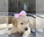 Small Photo #64 Golden Retriever Puppy For Sale in SACRAMENTO, CA, USA