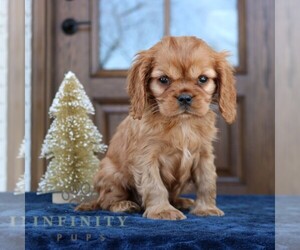 Cavapoo (Miniature) Puppy for sale in NARVON, PA, USA