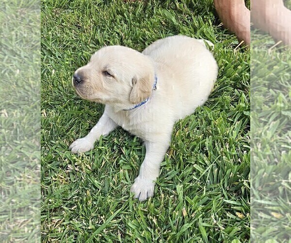 Medium Photo #6 Labrador Retriever Puppy For Sale in CEDAREDGE, CO, USA