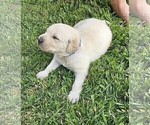 Small #5 Labrador Retriever