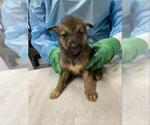 *HARPER - Female Siberian Husky Dog for Adoption - Small photo