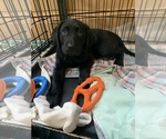 Small Photo #4 Labrador Retriever Puppy For Sale in LISBON, CT, USA