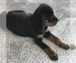 Small Photo #7 Rottweiler Puppy For Sale in KISSIMMEE, FL, USA