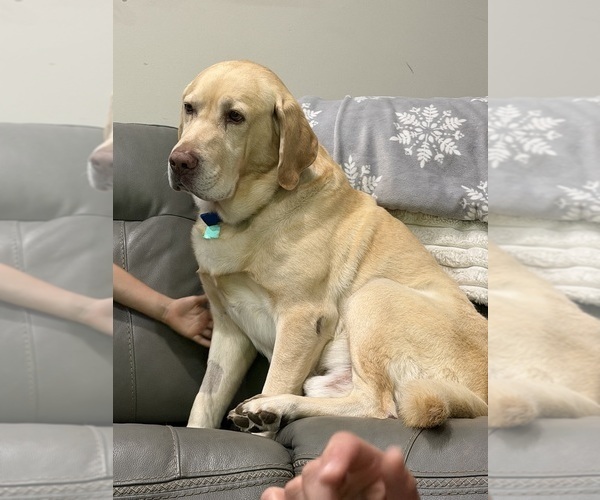 Medium Photo #2 Labrador Retriever Puppy For Sale in BELLEVIEW, KY, USA