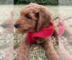 Small Photo #8 Goldendoodle (Miniature) Puppy For Sale in STELLA, NC, USA