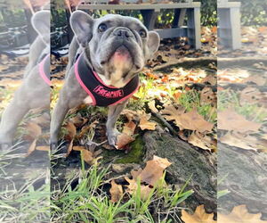 Stella FH - Female French Bulldog Dog for Adoption - Photo #6