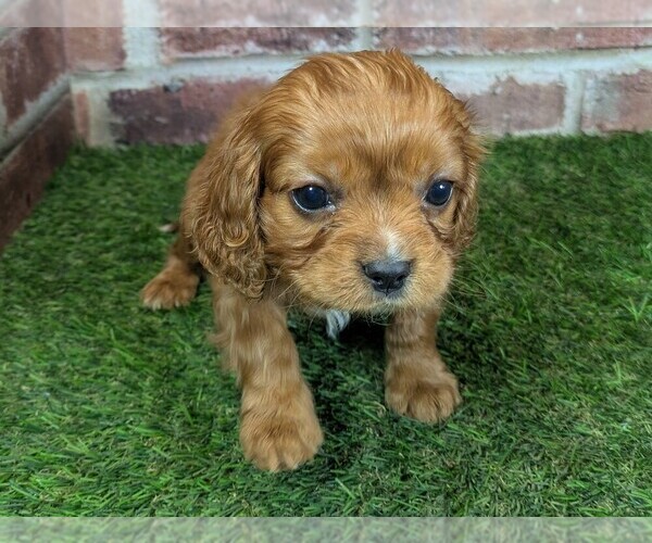 Medium Photo #7 Cavalier King Charles Spaniel Puppy For Sale in MOBERLY, MO, USA