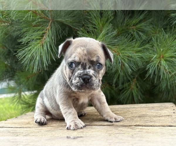 Medium Photo #4 French Bulldog Puppy For Sale in MIDDLEBURY, IN, USA
