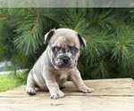 Small #3 French Bulldog