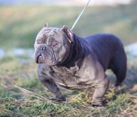 Father of the American Bully puppies born on 01/24/2017