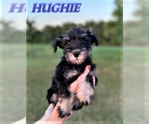 Schnauzer (Miniature) Puppy for sale in ROLLA, MO, USA