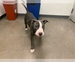 Small American Pit Bull Terrier