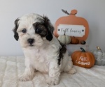 Small #1 ShihPoo