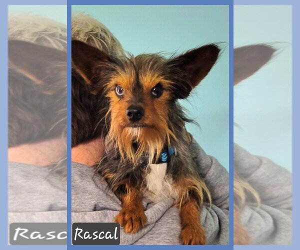 Medium Photo #1 Mutt Puppy For Sale in Granbury, TX, USA