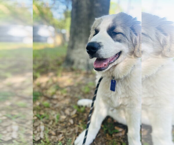 Medium Photo #2 Great Pyrenees Puppy For Sale in Spring, TX, USA