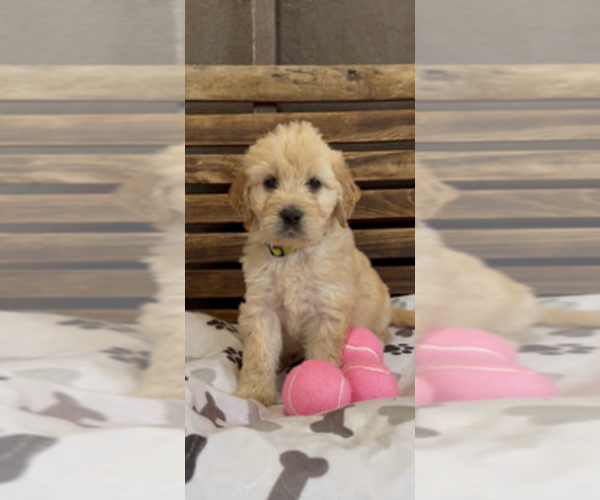 Medium Photo #20 Goldendoodle Puppy For Sale in MERCED, CA, USA