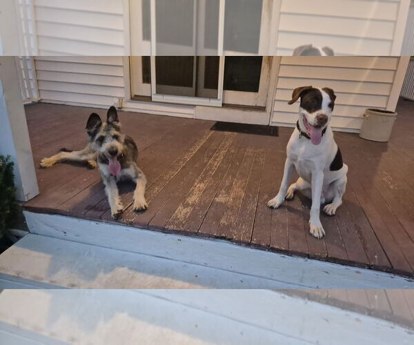 Medium Photo #8 Pointer-Unknown Mix Puppy For Sale in Rockaway, NJ, USA