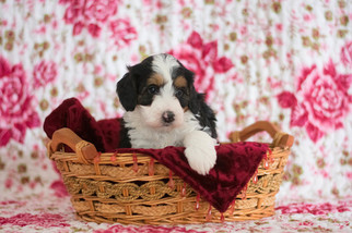 Bernese Mountain Dog Puppy for sale in CUYAHOGA FALLS, OH, USA