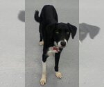 Small #11 Border Collie Mix