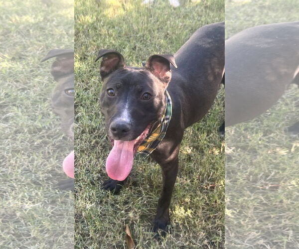 Medium Photo #5 American Pit Bull Terrier-American Staffordshire Terrier Mix Puppy For Sale in Phoenix, AZ, USA