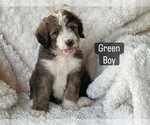 Small #8 Bernedoodle
