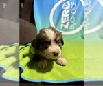 Puppy Cooper Miniature Australian Shepherd