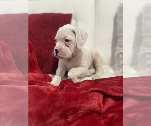 Medium Photo #4 Boxer Puppy For Sale in OAK LAWN, IL, USA