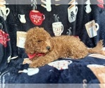 Small #2 Cavapoo