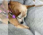 Small #7 Chihuahua