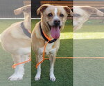 Small #4 Basenji Mix