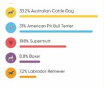 Small #19 American Pit Bull Terrier Mix