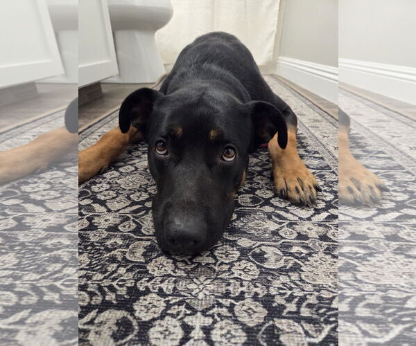 Medium Photo #3 Rotterman Puppy For Sale in Lake Elsinore, CA, USA