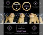 Small #4 Goldendoodle (Miniature)