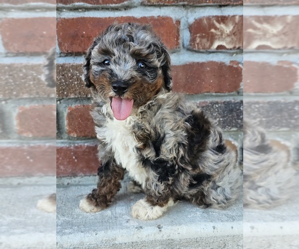 Medium Photo #1 Aussie-Poo-Aussiedoodle Mix Puppy For Sale in TAYLOR, TX, USA