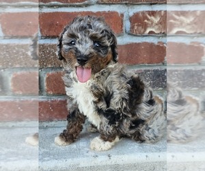 Aussie-Poo-Aussiedoodle Mix Puppy for sale in TAYLOR, TX, USA