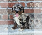 Image preview for Ad Listing. Nickname: Brindle