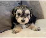 Small Photo #4 Maltipoo Puppy For Sale in SANTA MARIA, CA, USA