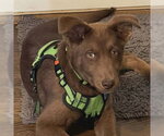 Small #1 Siberian Husky Mix