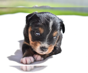 Miniature American Shepherd Puppy for Sale in PALM COAST, Florida USA