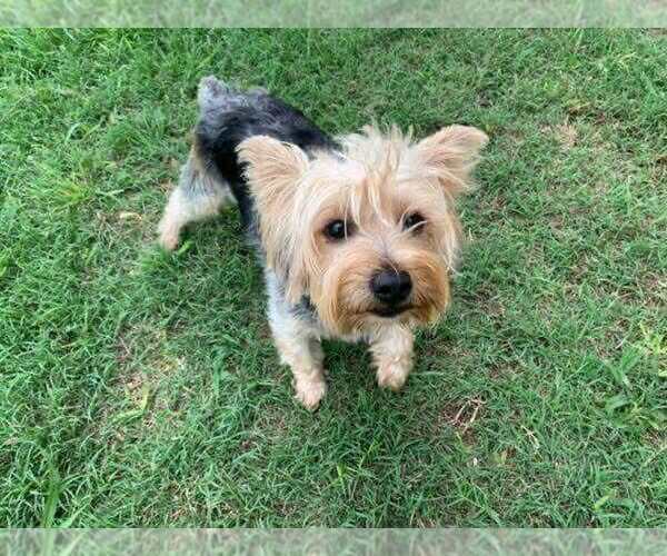 Medium Photo #1 Yorkshire Terrier Puppy For Sale in DEL VALLE, TX, USA
