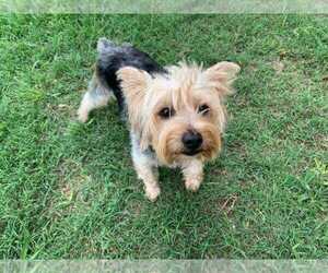 Yorkshire Terrier Puppy for sale in DEL VALLE, TX, USA