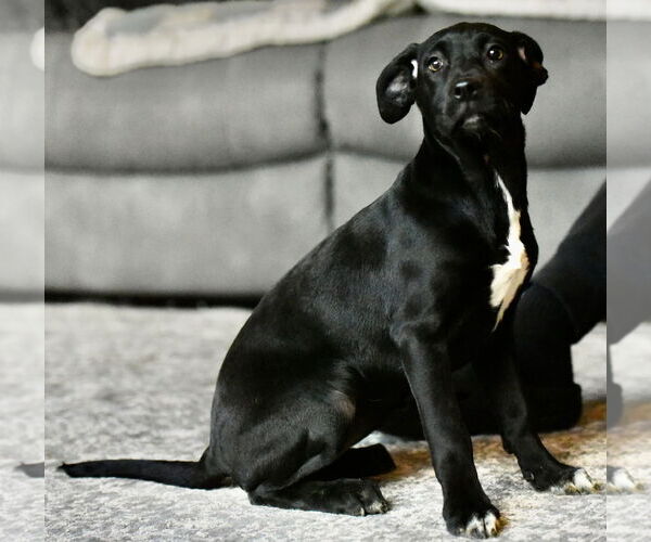 Medium Photo #2 Mutt Puppy For Sale in Mechanicsburg, PA, USA