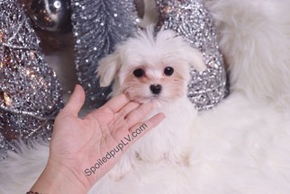 Maltese Puppy for sale in LAS VEGAS, NV, USA