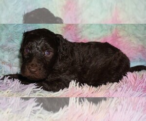 Labradoodle Puppy for sale in LA HABRA, CA, USA