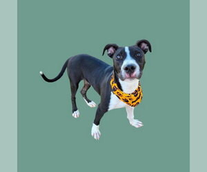 Mutt Dogs for adoption in Bakersfield, CA, USA