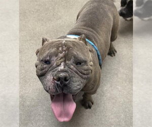 American Pit Bull Terrier-Bulldog Mix Dogs for adoption in HESPERIA, CA, USA