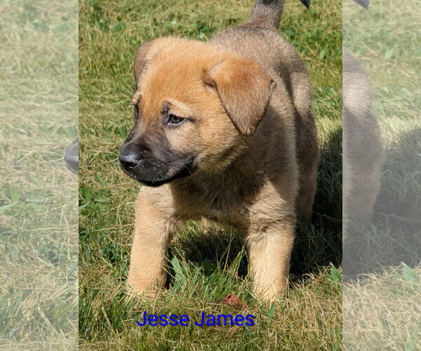 Medium Photo #6 Mutt Puppy For Sale in Sandy, UT, USA