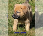 Small #5 Mutt
