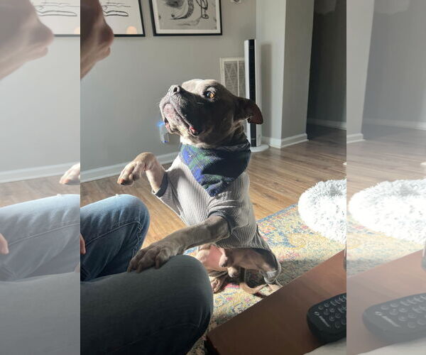 Medium Photo #2 American Staffordshire Terrier-Unknown Mix Puppy For Sale in Columbus, IN, USA
